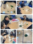 Classifying Leaves