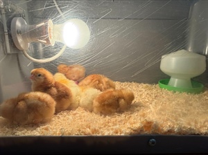 🐣🐣🐥🐥 FS2 Chick Watch 🐣🐣🐥🐥