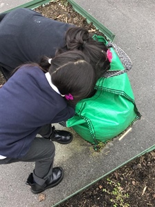 🥔🥔Potato Growing 🥔🥔