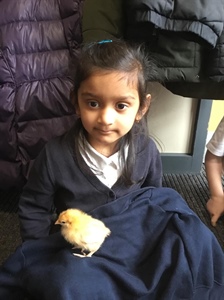🐥 The Chicks’ Visit to Nursery 🐥