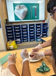 Year 6 Science in Action!